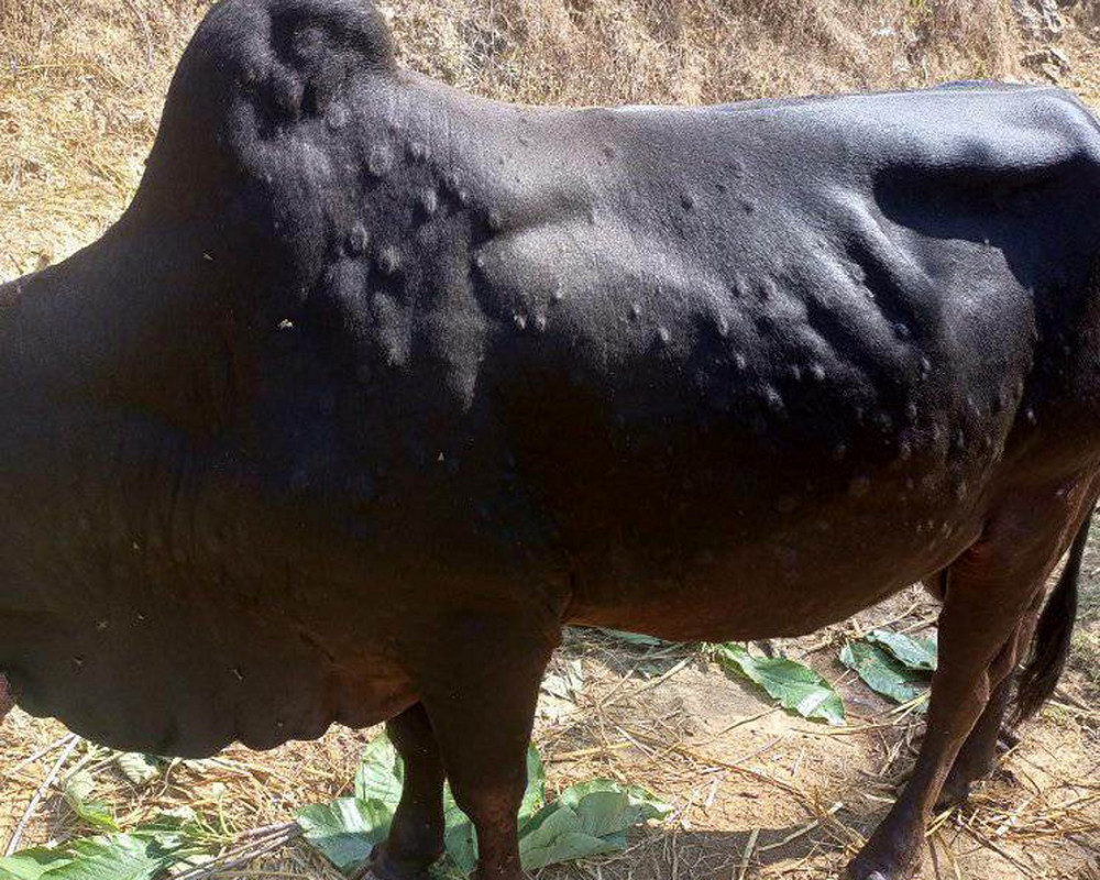 जुम्लामा पनि देखियो लम्पी स्किन रोग