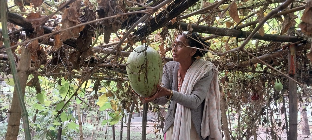 लौका बेचर राम्रो आम्दानी