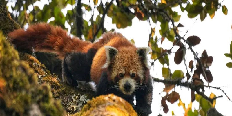 बाग्लुङको ढोरपाटन शिकार आरक्षमा रेडपाण्डा संरक्षणमा चुनौती