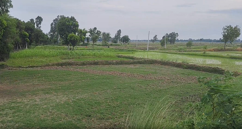 अन्नको भण्डार मधेशमा असार सकिँदा धान रोपाइँ ३६ प्रतिशतमात्रै