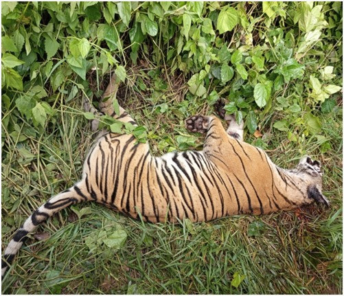 पर्साको ठोरीमा पाटे बाघ मृत भेटियो