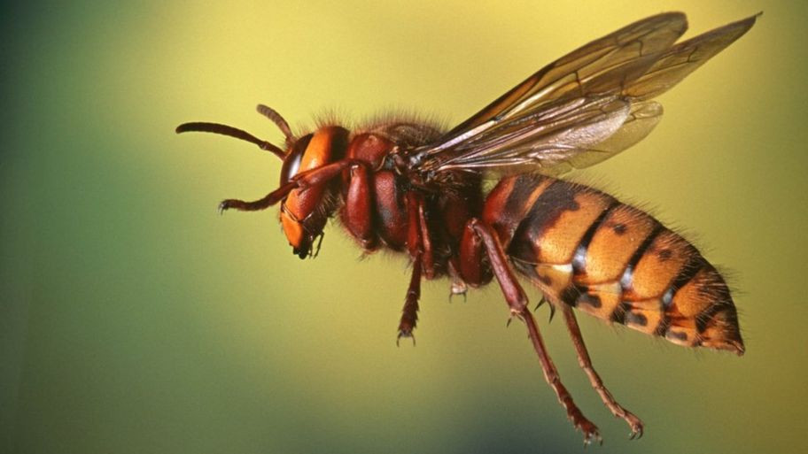 अरिङ्गालले टोक्दा एक जनाको मृत्यु