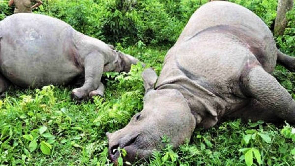 बर्दिया राष्ट्रिय निकुञ्जमा गैँडा मृत फेला