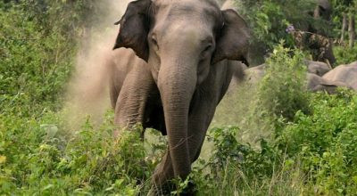 जङ्गली हात्तीद्वारा बीस बिघाको धानबाली नष्ट