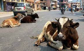 गोरखामा एक लाख २० हजार पशुचौपायालाई खोप