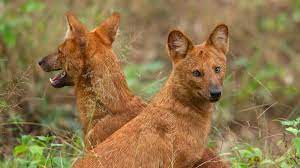 लोप हुँदै वन कुकुर