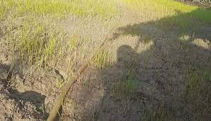 अत्यधिक गर्मीले धानको बीउ सुक्यो, किसान चिन्तित