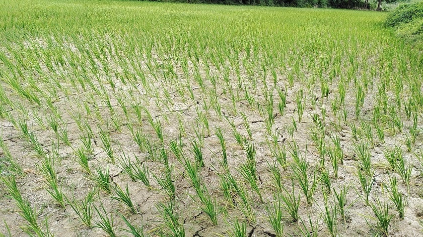 कञ्चनपुरमा परेन पानी, सुरु भएन रोपाइँ