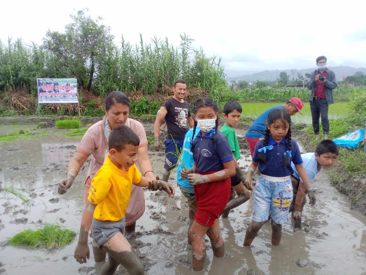 आज धान दिवस : रोपाइँमा रमाए विद्यार्थी