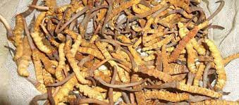 नेपालबाट ४० करोडको यार्सागुम्बा निर्यात