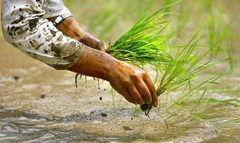 कर्णाली प्रदेशमा ४५ प्रतिशत धान रोपाइँ