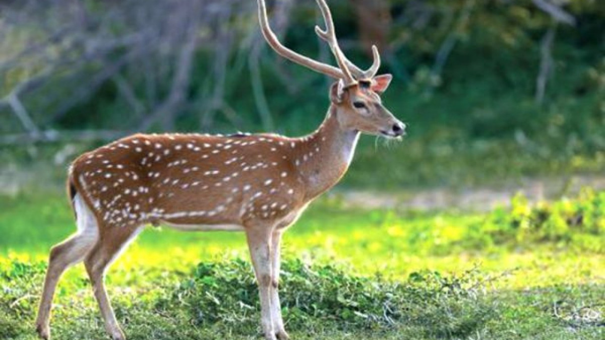 जरायोको जस्तो देखिने मासुसहित तीन जना पक्राउ