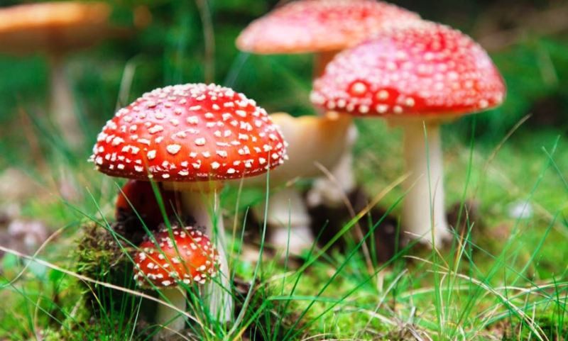 जङ्गली च्याउ खाँदा  एकै परिवारका तीनको मृत्यु