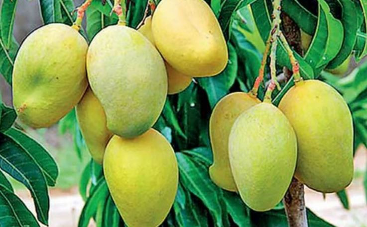 फलफूल तथा तरकारीकाे आजको मूल्य, मालदह १५५ रूपैँया पुग्याे