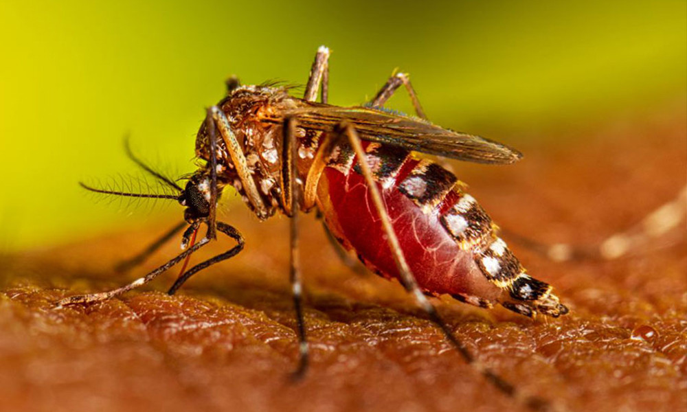 तनहुँमा ‘लार्भा खोजौँ र नष्ट गरौँ’ अभियान सञ्चालन