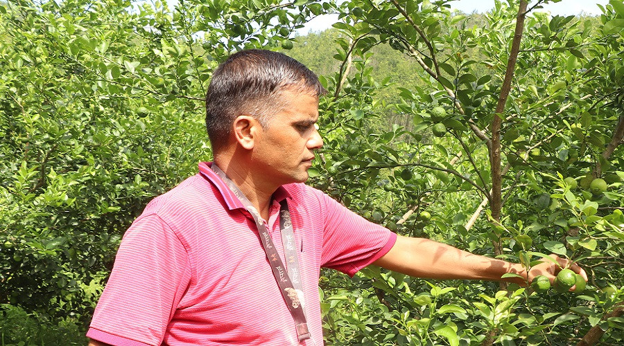 रामशरणलाई लकडाउनले दिएको उपहार ‘कागती खेती’, कमाउँछन् लाखौँ