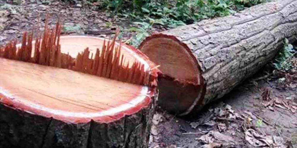 पथलैया–कमला सडकखण्डमा ३० हजारभन्दा बढी रूख काटिने