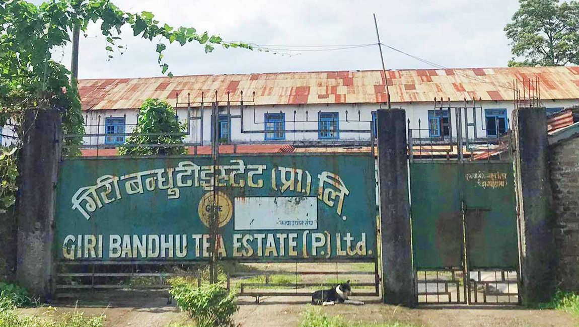 राजनीतिक सौदावाजीको बन्दै गिरीबन्धु टी स्टेट