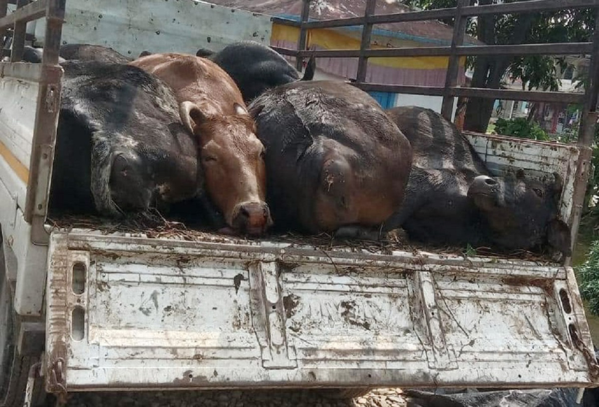 मरेका सात गाईसहित दुई जना पक्राउ
