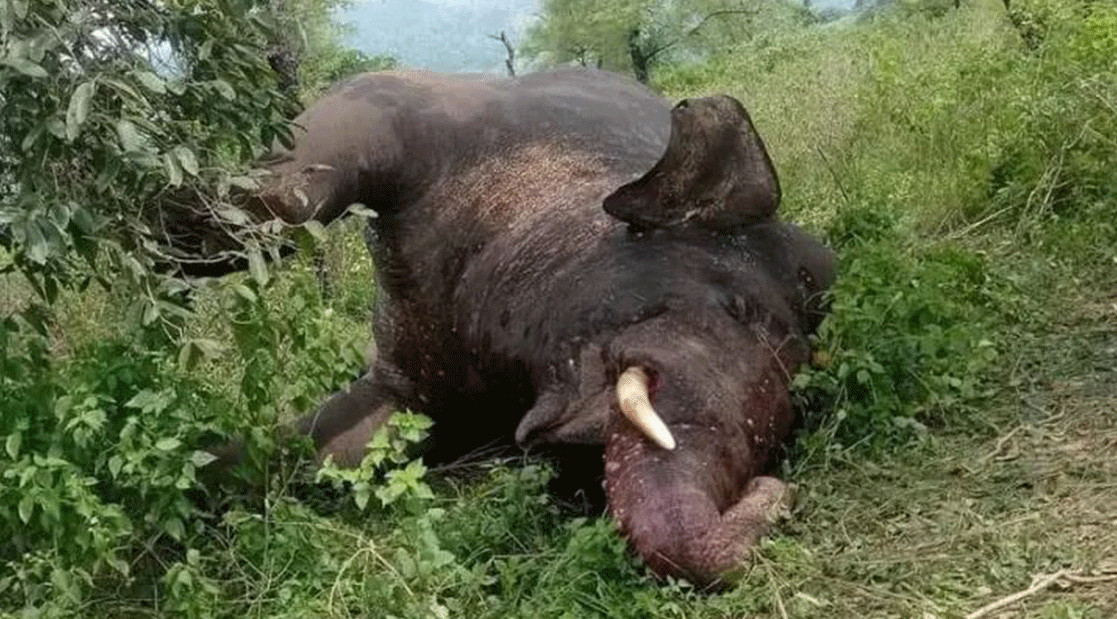 झापामा हात्ती मृतावस्थामा फेला