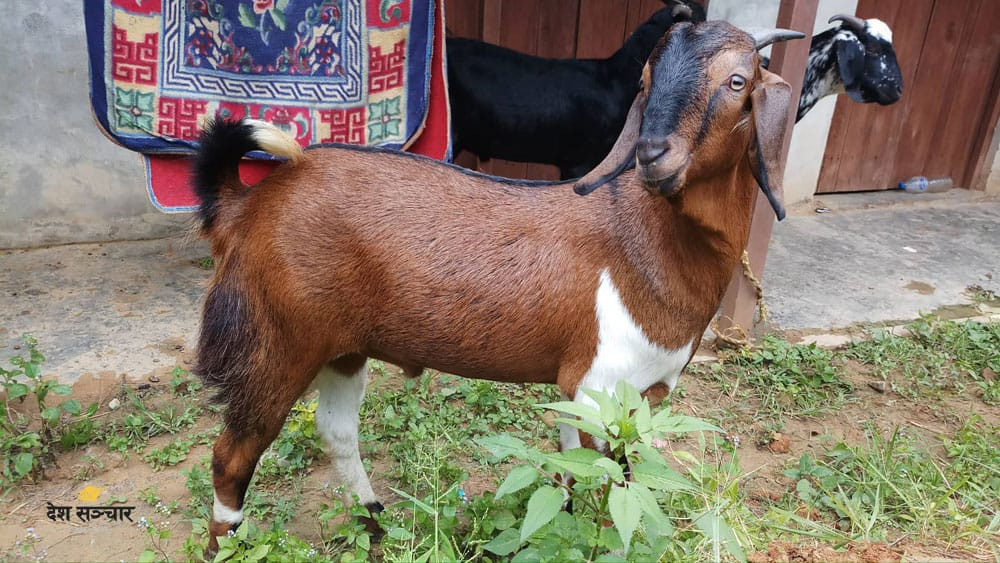 बेसीशहर नगरपालिकाले दियो कैदी बन्दीलाई खसी उपहार