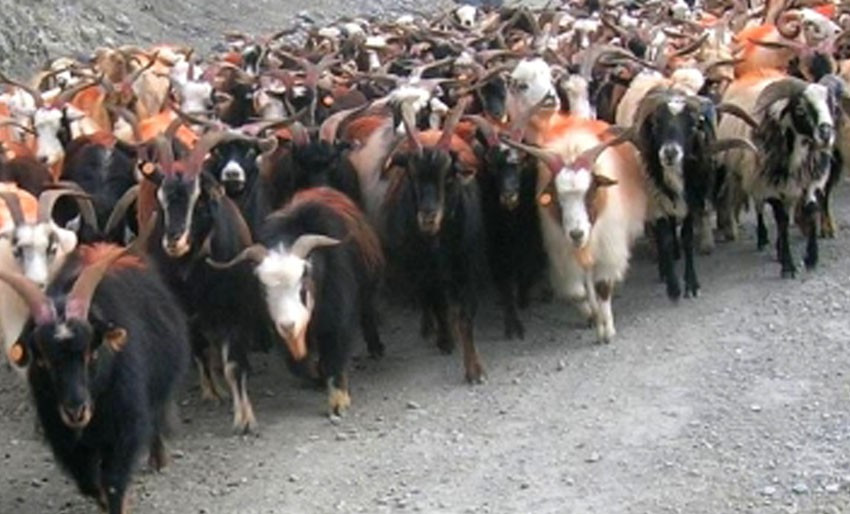 जिउँदो खसी र च्याङ्ग्राको मूल्य घट्यो