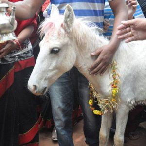 तलेजुको वाहन सेतो घोडा जात्रा सम्पन्न