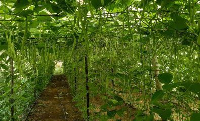 ढुसीको प्रकोपले कागतीका बोट सुक्दै