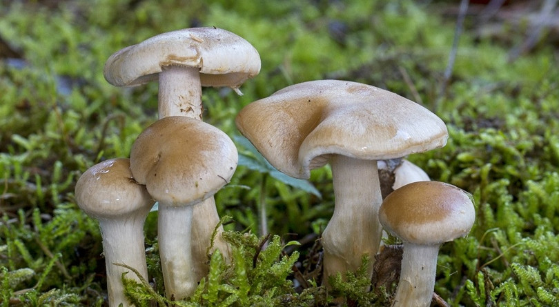 जङ्गली च्याउ खाँदा गुल्मीमा तीन जना बिरामी