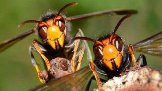 अरिङ्गालको टोकाइबाट अछाममा एक जनाको मृत्यु, एक घाइते