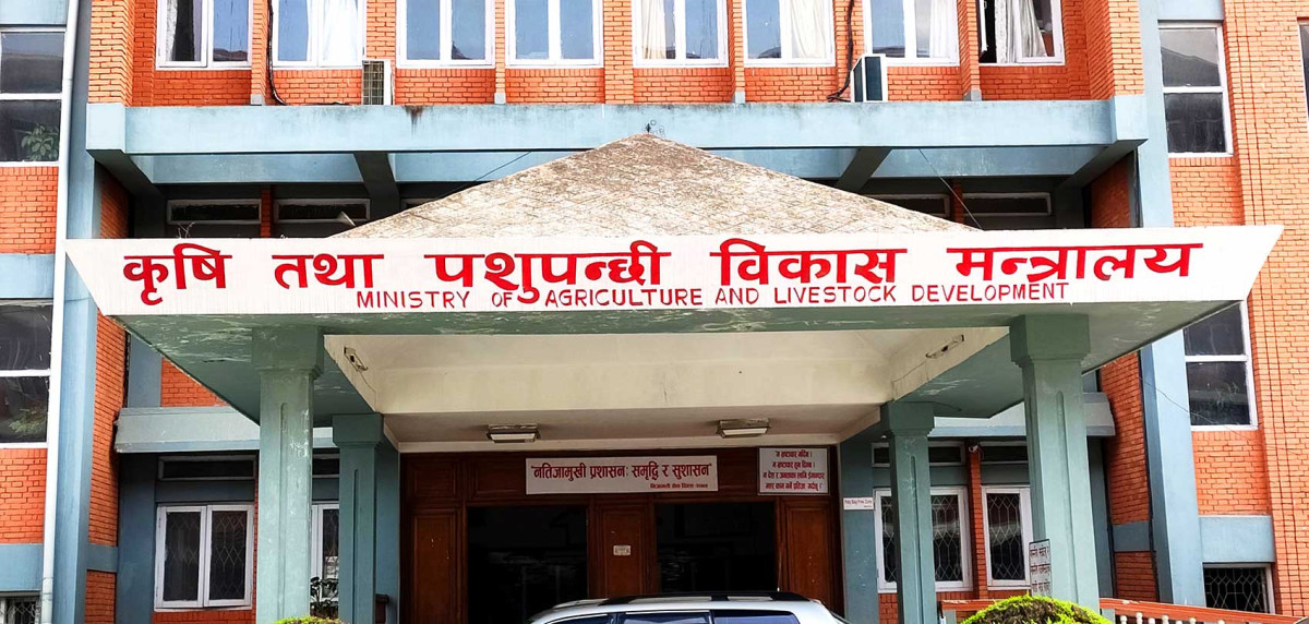 मकैको ८ वटा नयाँ जात सिफारिस