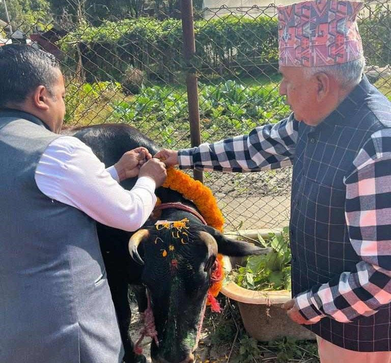 राष्ट्रपति पौडेलले  गरे गाई पूजा