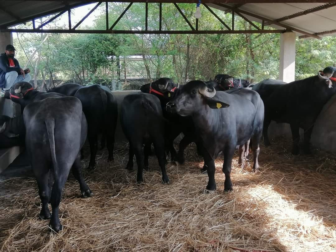 पोखराको क्वारेन्टिनमा ७ मुर्रा राँगा, प्रशिक्षणपछि मात्र वीर्य संकलन