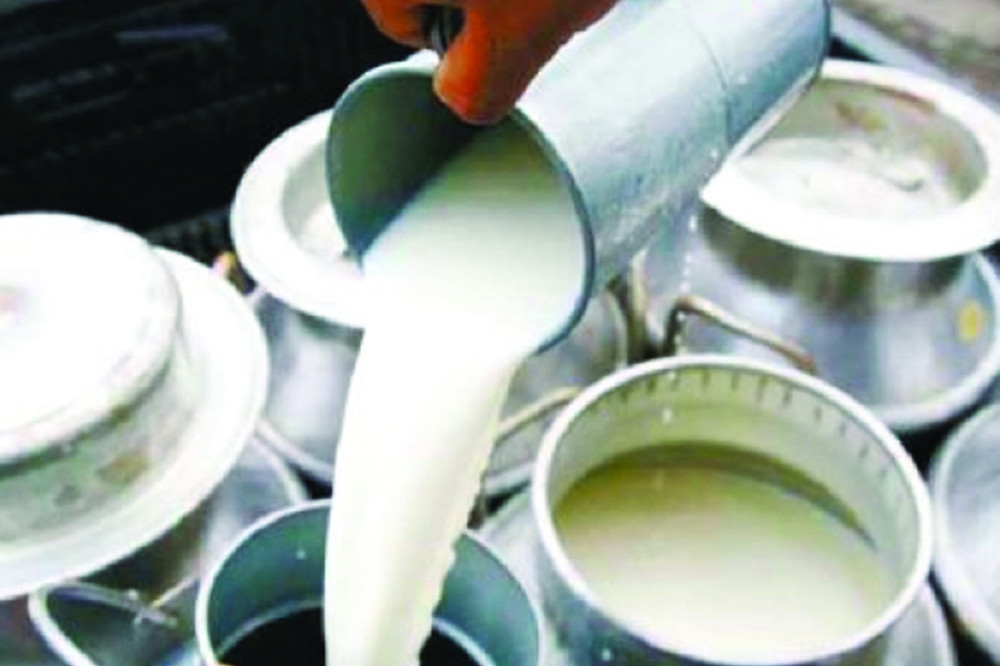 तराईबाट २० हजार लिटर दूध खरिद गरिँदै