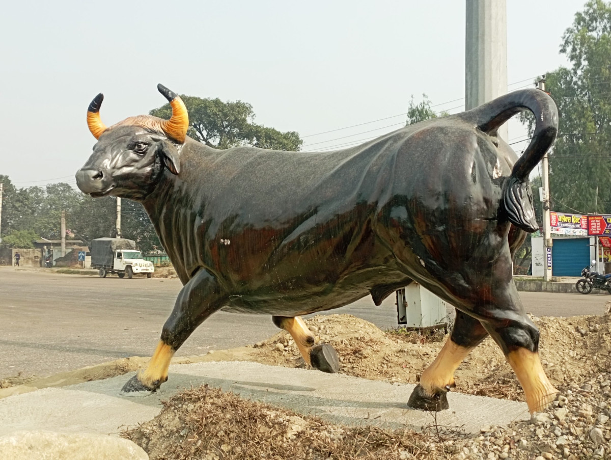 चोकमा राँगाको प्रतिमा राखिएपछि वीरगञ्ज महानगरको विरोध