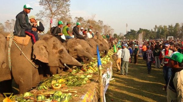 चार वर्षपछि सौराहामा हात्ती महोत्सवको तयारी