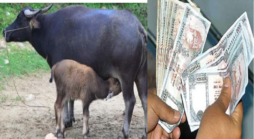 बैतेश्वरमा सुत्केरी गाई–भैंसीलाई भत्ता