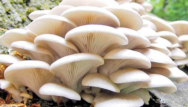 ललितपुरमा च्याउ मेला तथा परिकार महोत्सव