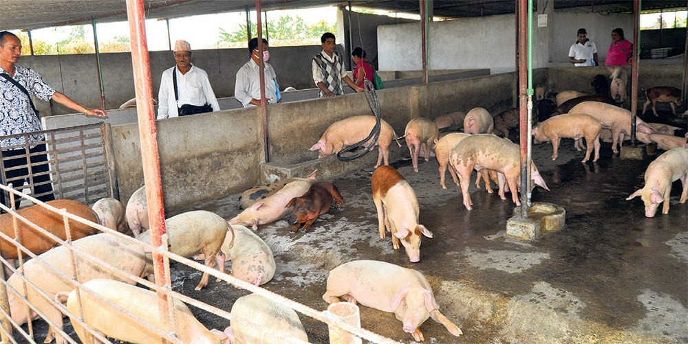 बंगुरलाई फालेको खाना नखुवाउन आग्रह