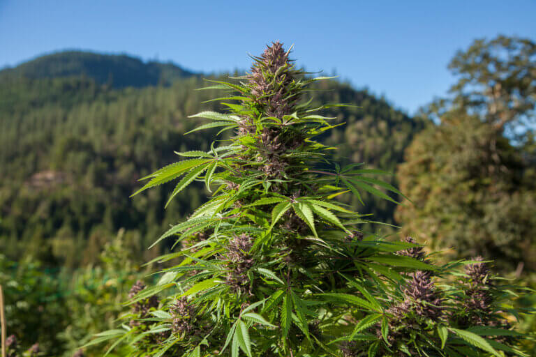 ganja 2.jpg