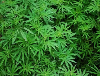 ganja 1.jpg
