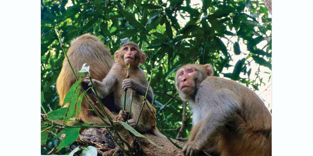 पैंयु गाउँपालिकामा बाँदर धपाउन कर्मचारी नियुक्त गरिने