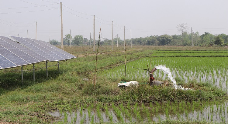 सिँचाइको व्यवस्थासँगै भरतपुरका जमिन चैते धानले हराभरा