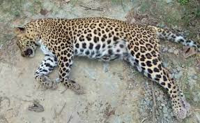 कुकुरले टोकेर कास्कीको माछापुच्छ्रेमा चितुवा मार्‍यो