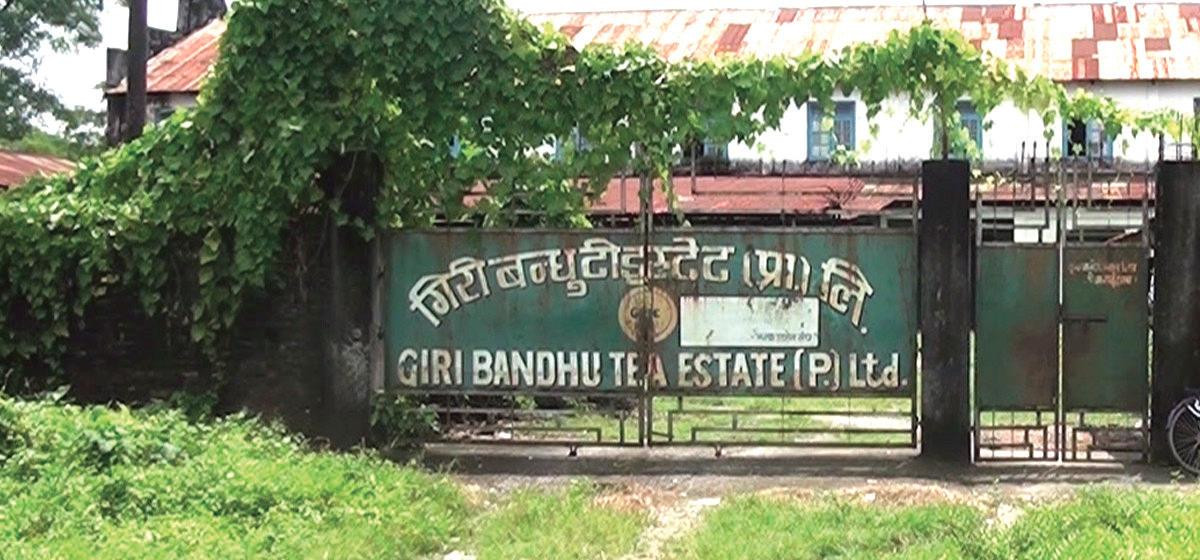 गिरीबन्धु टि–इस्टेट 'प्रकरणः हदबन्दी बढीको जग्गा तत्काल सरकारको नाममा ल्याउनु'