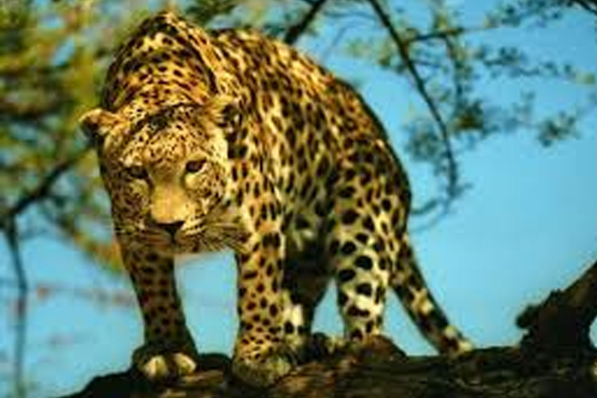 ललितपुरको कान्तिपुर कोलोेनी नजिकै चितुवा आतंक, स्थानीय त्रसित