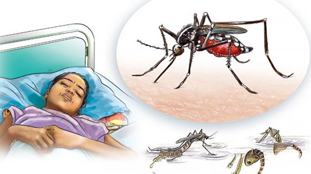 हुम्लाबाहेक सबै जिल्लामा फैलियो डेंगु