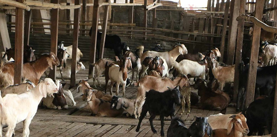 दशैँलाई काठमाडौंमा ४५ हजार खसीबोका भित्र्याइँदै