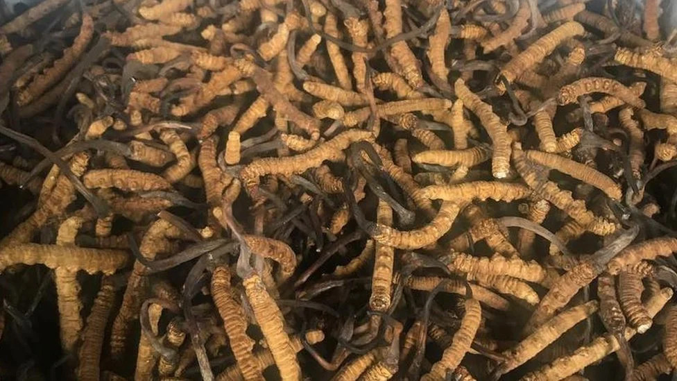 ३३४ किलो यार्सागुम्बा निर्यात हुँदा भित्रियो साढे १२ करोड