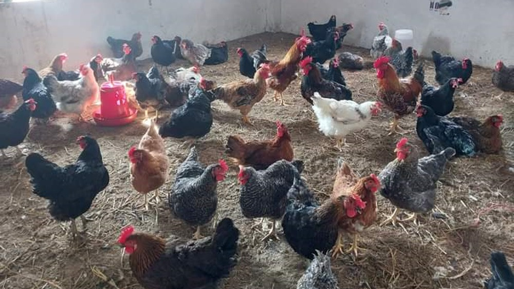 कुखुरा पालनमा रमाउँदै विद्यार्थी